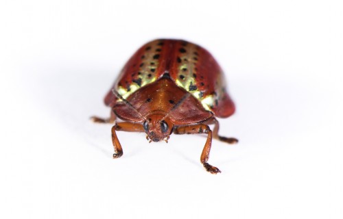 Mysteries of a golden beetle