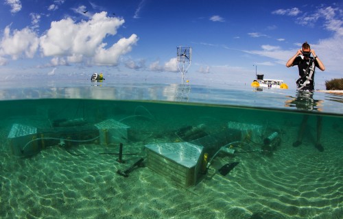 Living coral cover will slow future reef dissolution