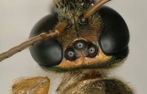 Male or female