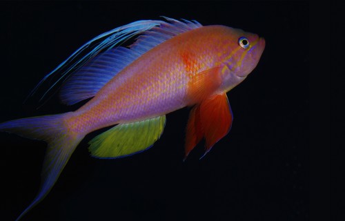 Smithsonian Researchers Name New Ocean Zone