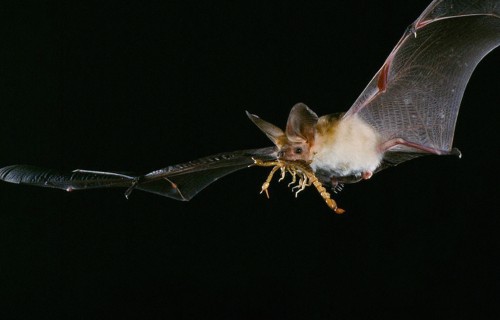Bats use private and social information as they hunt