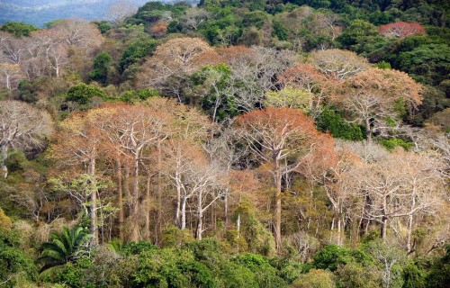 Individual tree species, not forest communities, respond to changes in phosphorus levels