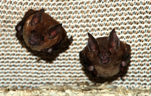Smithsonian Tropical Research Institute