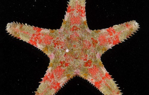 Smithsonian Tropical Research Institute