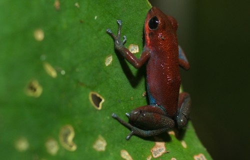 Imprinting on mothers may drive speciation in poison dart frogs