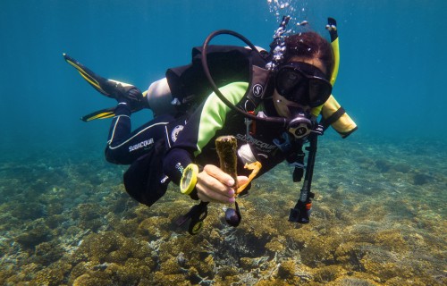 Smithsonian Tropical Research Institute