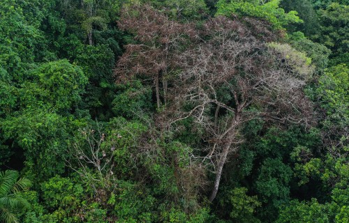 Smithsonian Tropical Research Institute