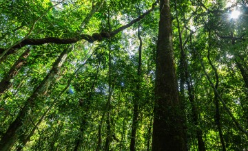 STRI Panama