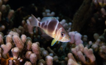 Smithsonian Tropical Research Institute