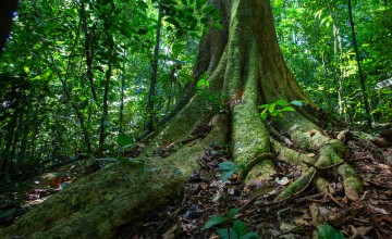 Smithsonian Tropical Research Institute