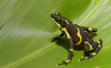 Smithsonian Tropical Research Institute