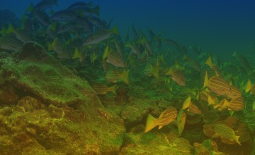 Smithsonian Tropical Research Institute