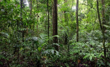 Smithsonian Tropical Research Institute