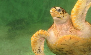 Smithsonian Tropical Research Institute