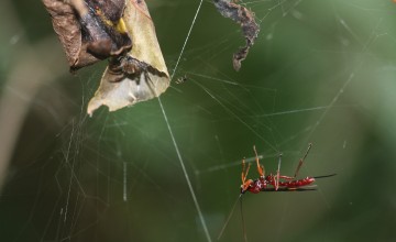 Hormone Hang-Ups