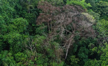 Smithsonian Tropical Research Institute