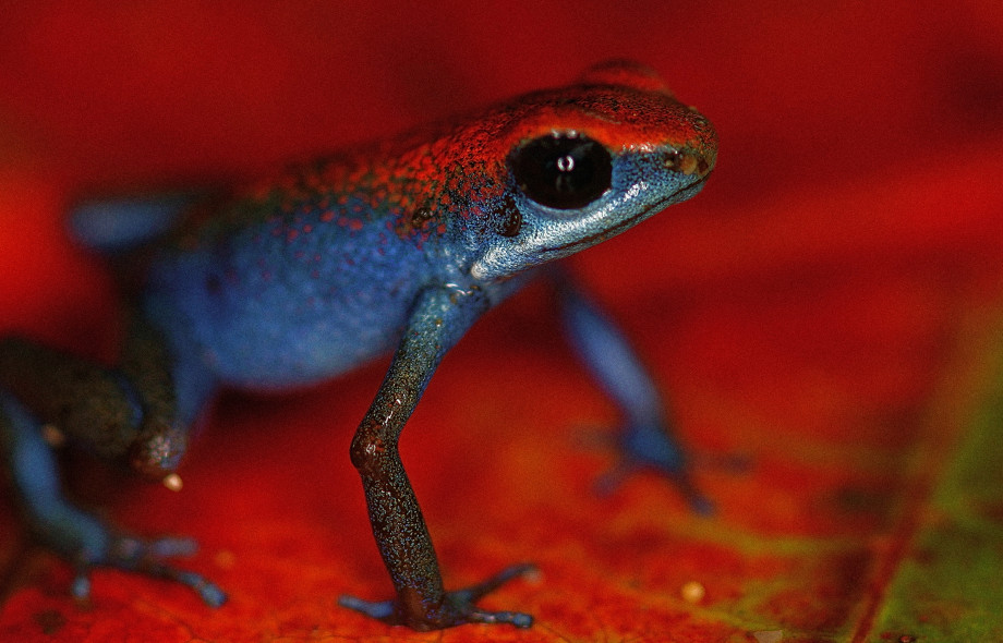 Smithsonian Tropical Research Institute (STRI)