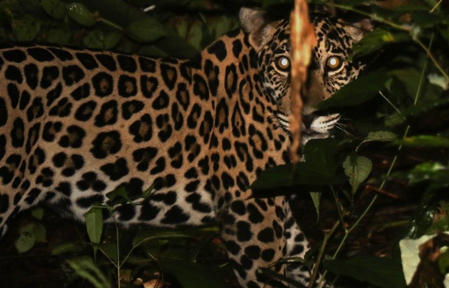 First Jaguar in Panama Fitted with GPS Transmitter 
