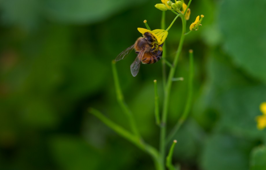 Save the bees