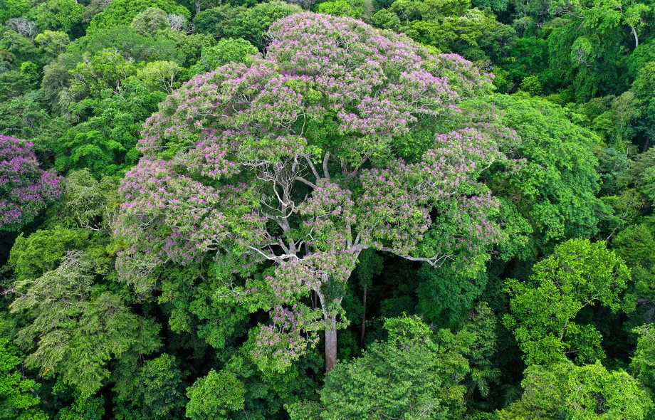 Smithsonian Tropical Research Institute