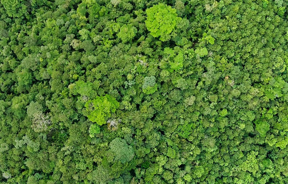 Smithsonian Tropical Research Institute