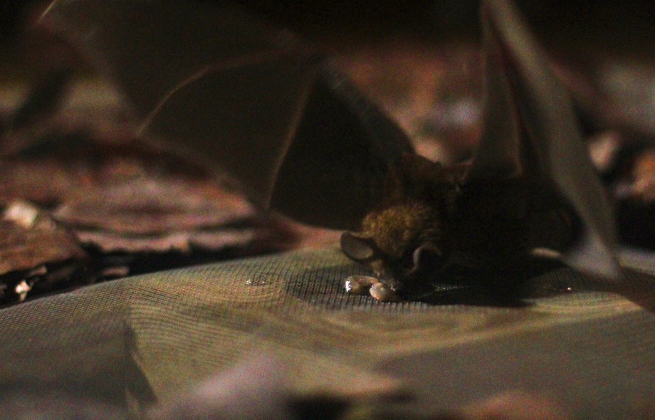 Smithsonian Tropical Research Institute