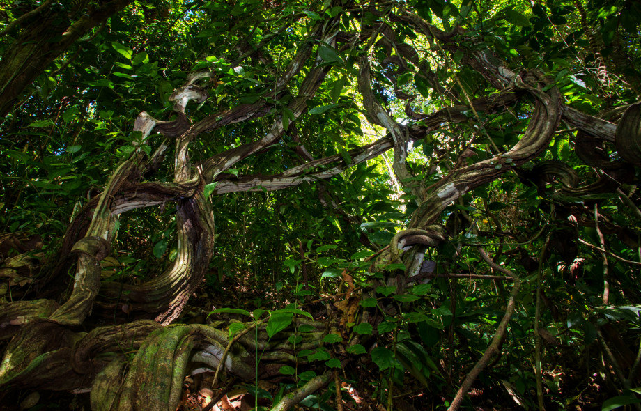 Lianas can suppress tree growth in young tropical forests for decades