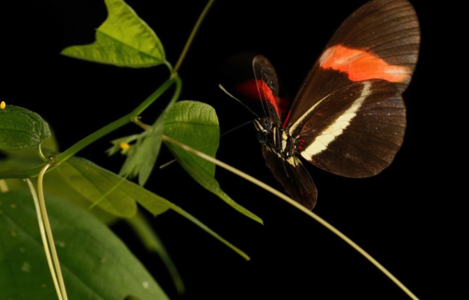 Butterflies take different paths to arrive at the same color pattern