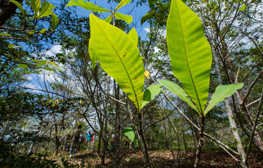 Smithsonian Tropical Research Institute