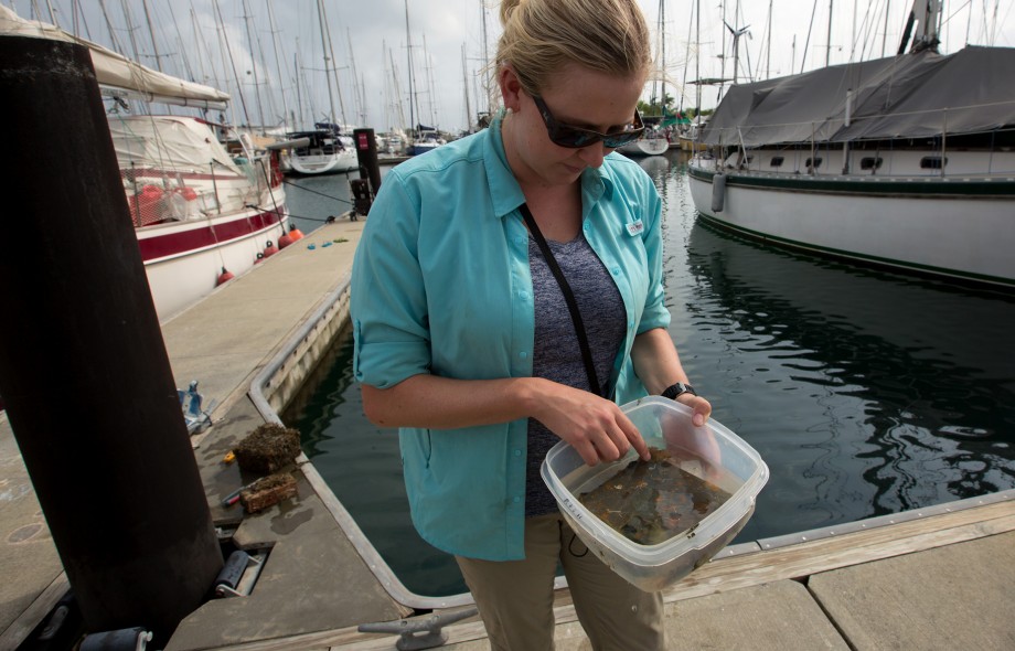 The positive side of fouling communities 