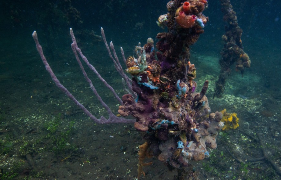 Smithsonian Tropical Research Institute