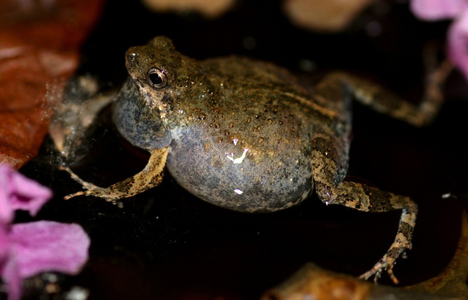Frog Sex in the City