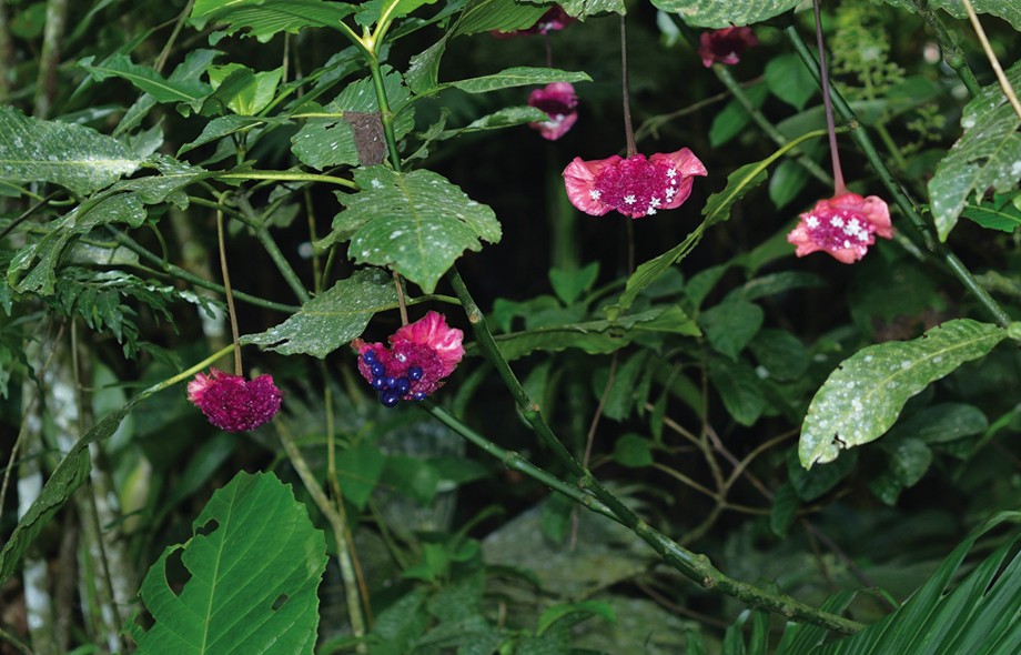 Anniversary of the Herbarium of the University of Panama