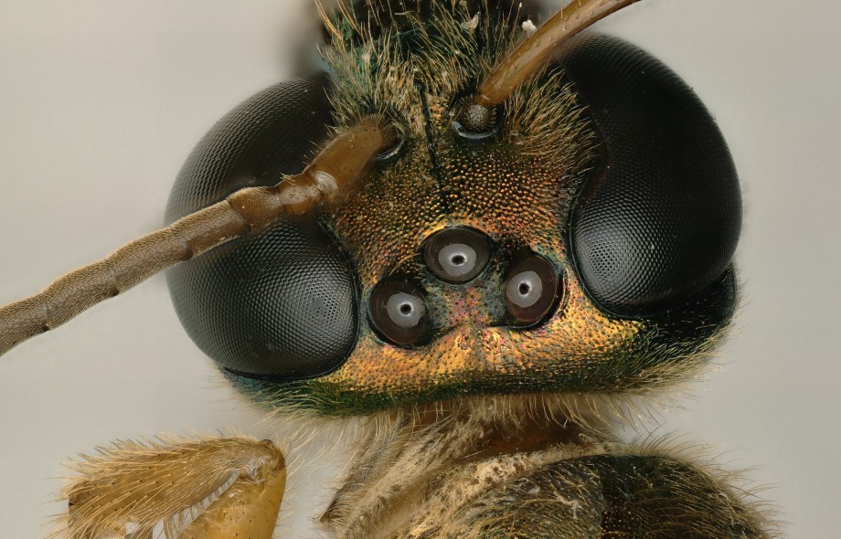 Male or female