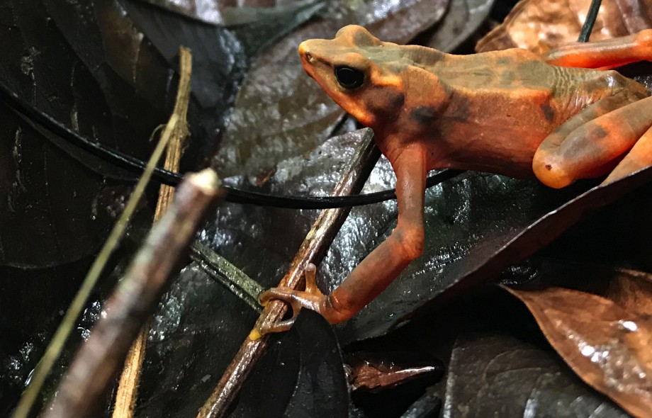 Lessons From Amphibian Die-off in Panama