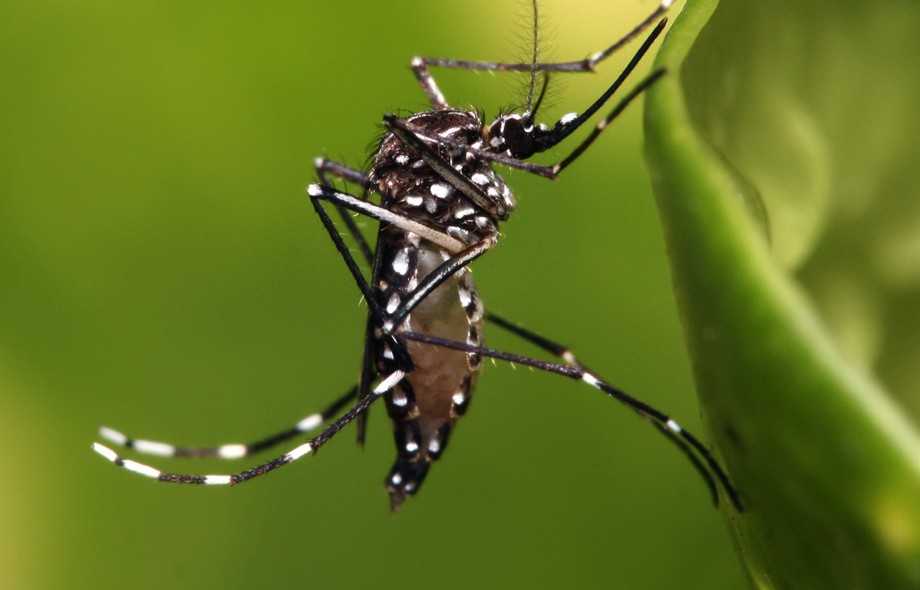 Tracking Aedes Mosquito Invasions in Panama