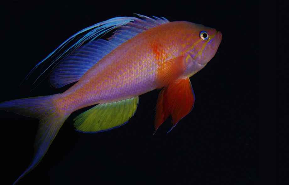 Smithsonian Researchers Name New Ocean Zone