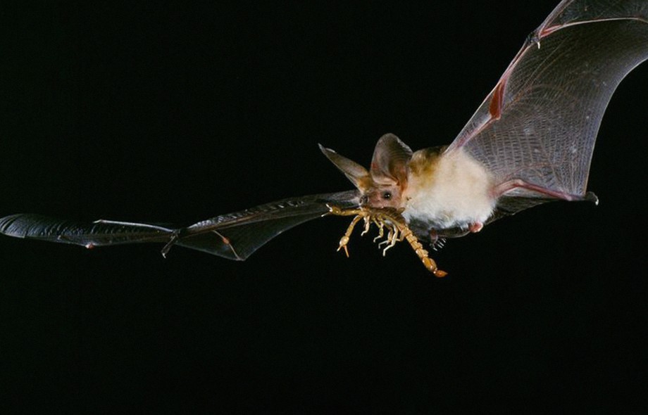 Bats use private and social information as they hunt