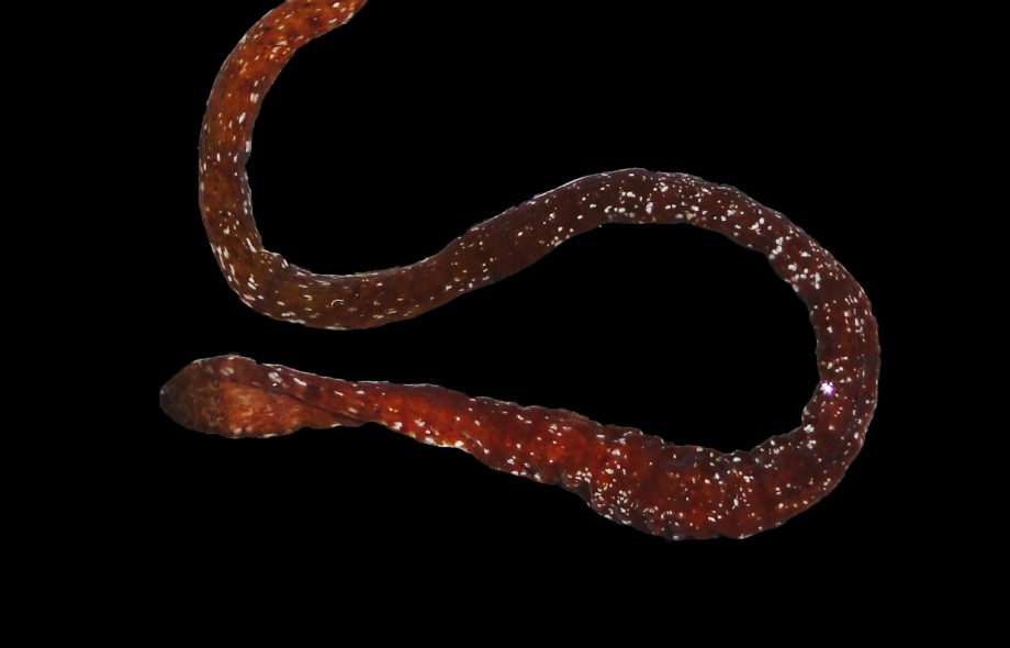 Smithsonian Tropical Research Institute