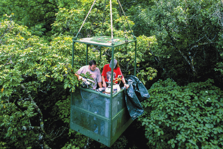 Canopy Access Cranes