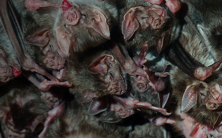 Vampire bat bonding persists from the lab to the wild