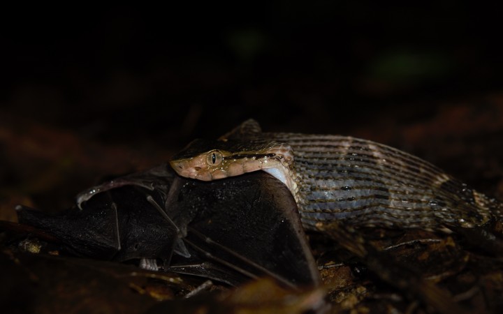 Venomous Snake Captures Frog-eating Bat