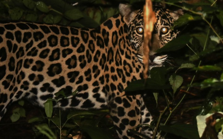 First Jaguar in Panama Fitted with GPS Transmitter 