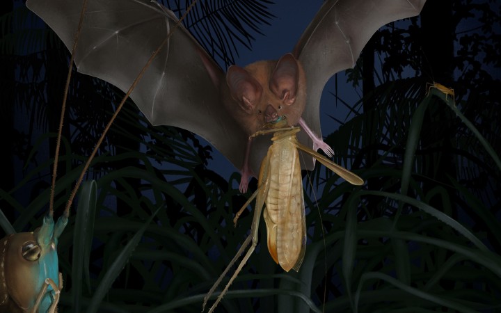 Smithsonian Tropical Research Institute