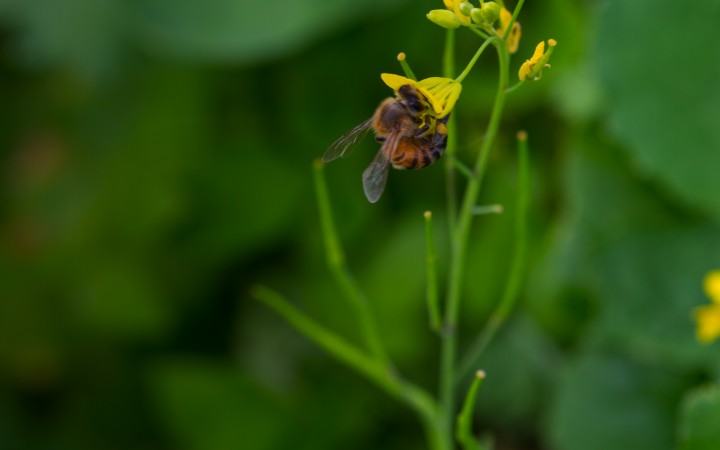 Save the bees