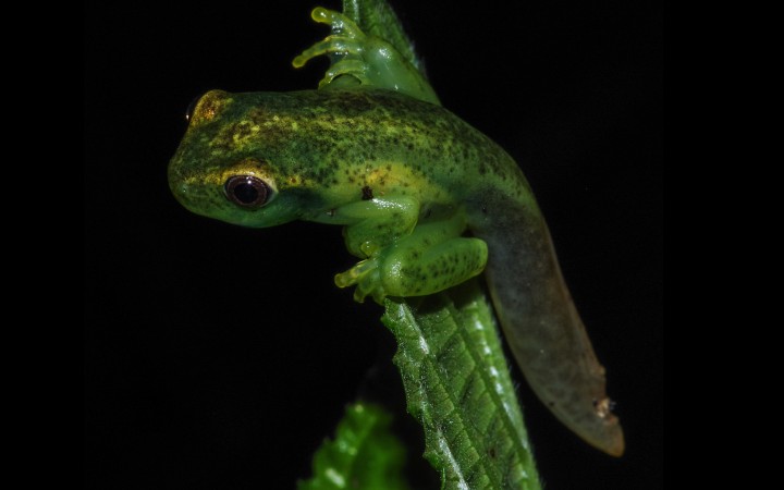 Smithsonian Tropical Research Institute