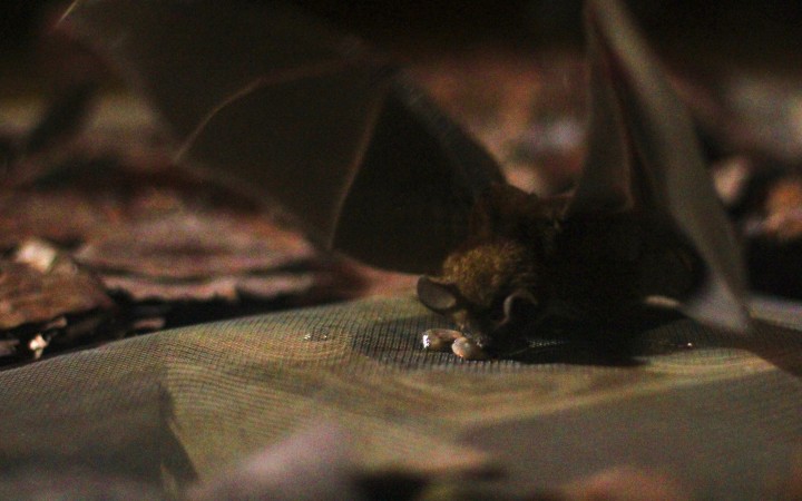 Smithsonian Tropical Research Institute