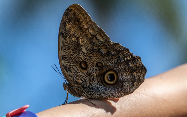 Smithsonian Tropical Research Institute