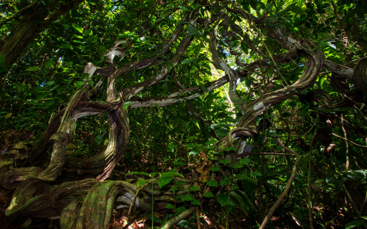 Lianas can suppress tree growth in young tropical forests for decades