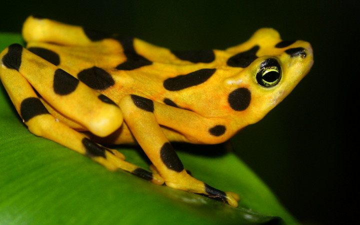 Panama’s endangered golden frog gets help with breeding in captivity